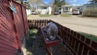 front flower beds
