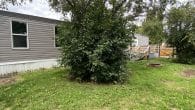 back yard-2