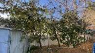 apple trees